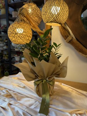 Zamia bitkisi