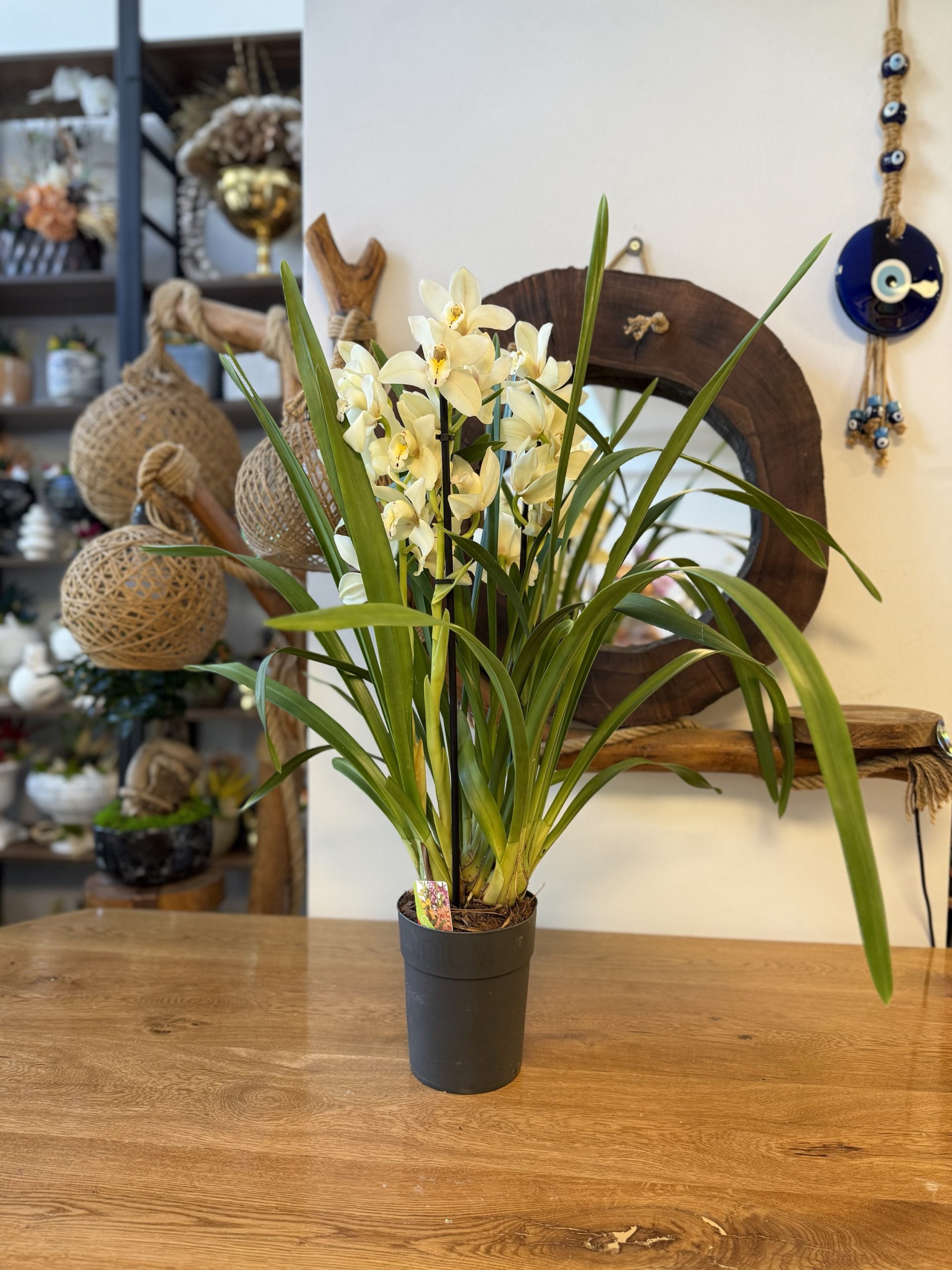 Simbidyum Orkide ( Stokta yok ) - Görsel 2