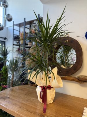 Margineta 2 Li