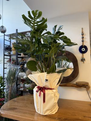 Monstera ( deve tabanı )
