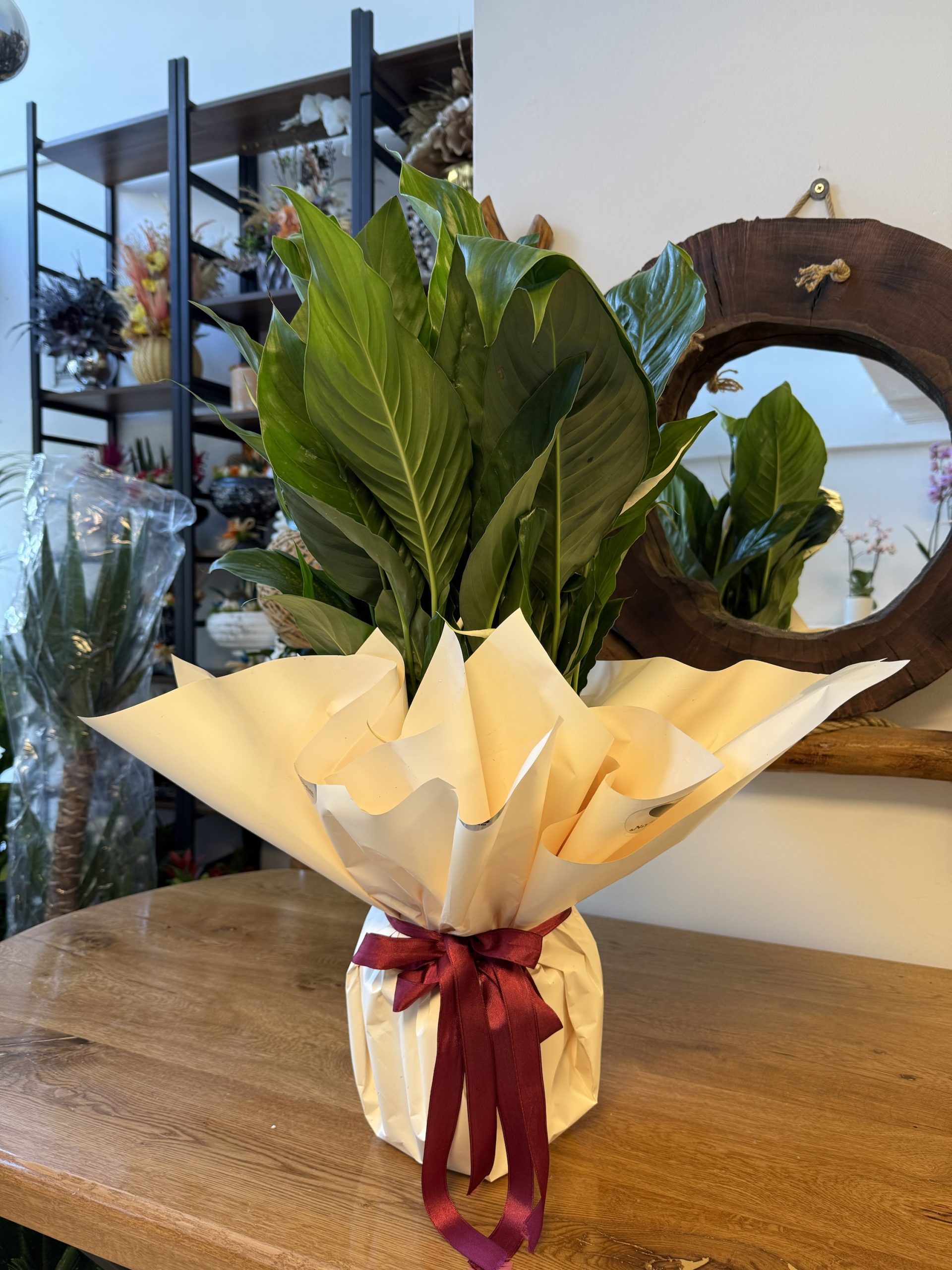 Spathiphyllum - Görsel 3