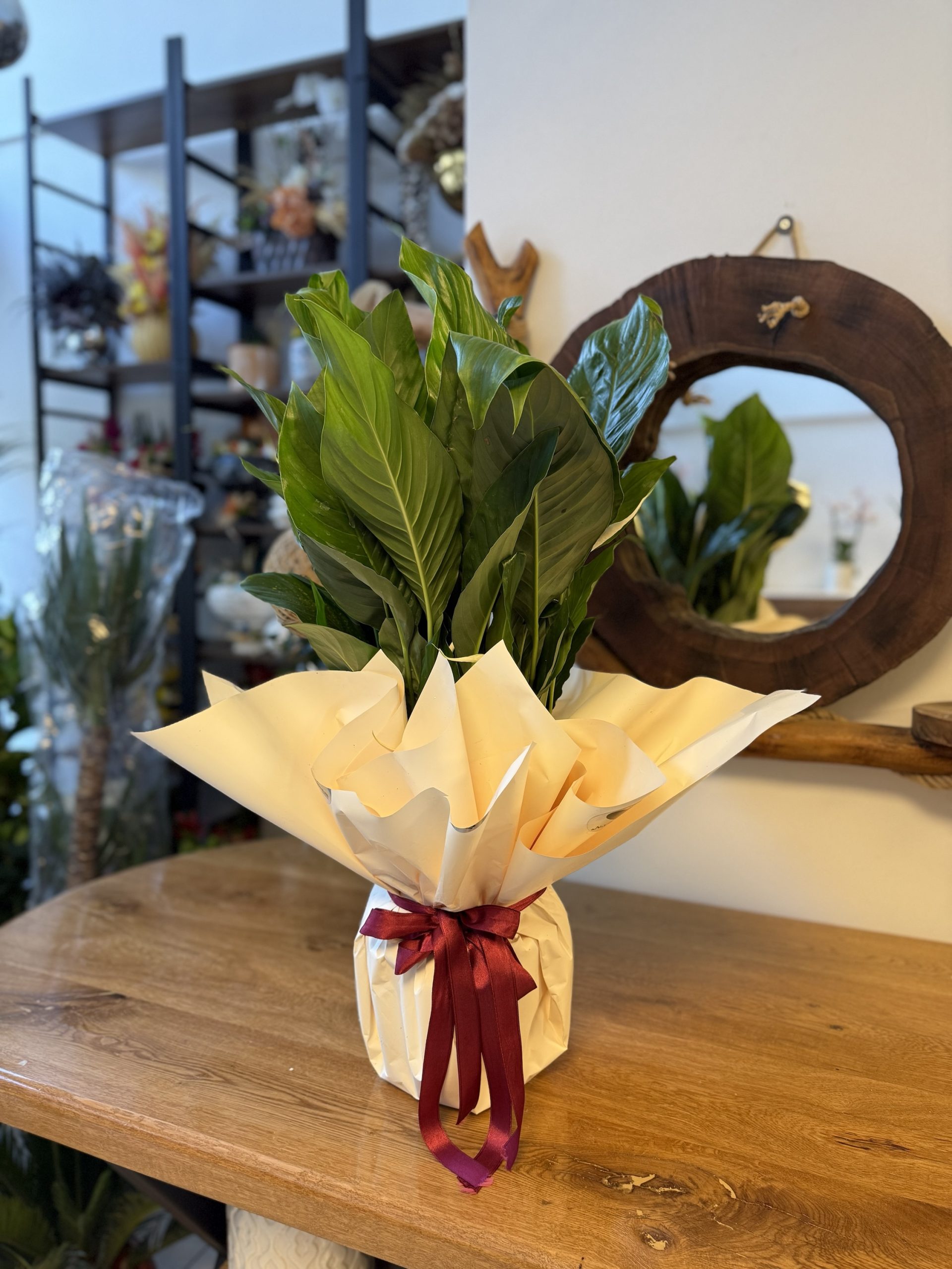 Spathiphyllum