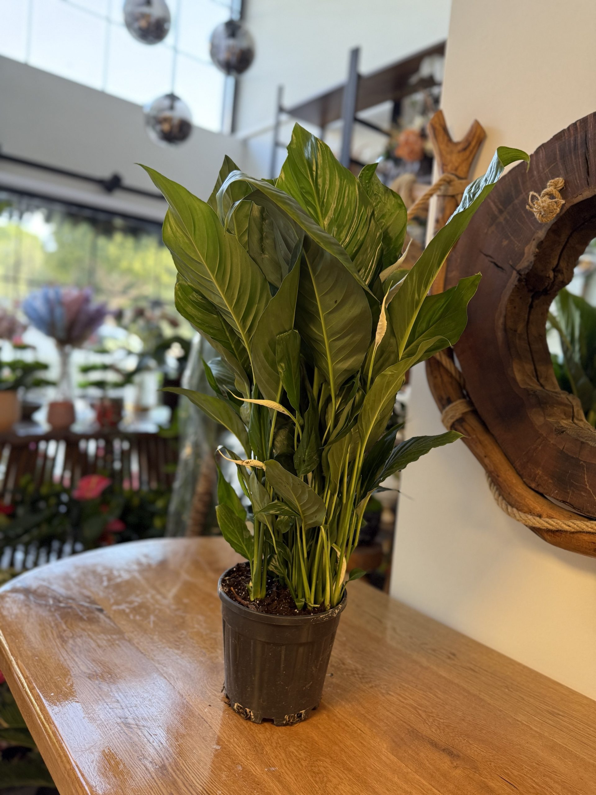 Spathiphyllum - Görsel 2